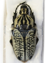 GOLIATHUS ORIENTALIS F. UNDULATUS