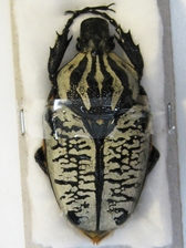 GOLIATHUS ORIENTALIS F. UNDULATUS